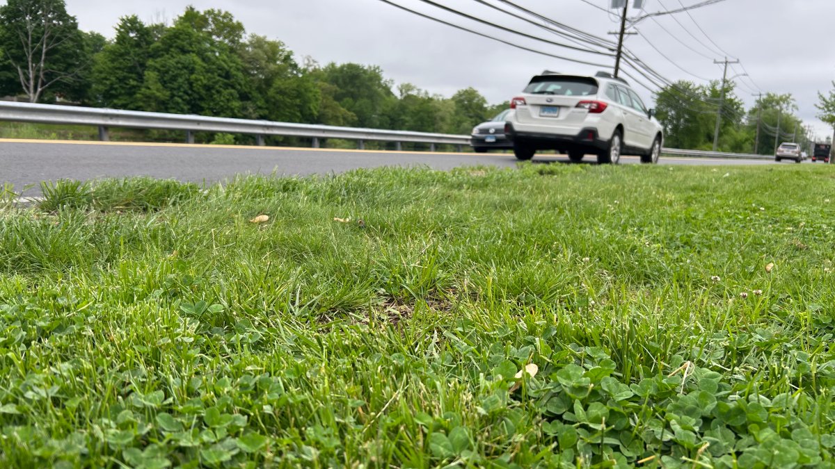 Reptiles get helping hand from Middletown business during nesting season – NBC Connecticut