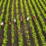 Agriculture Program Benefits Two Million Rural Producers in 2025